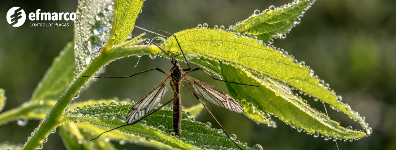 Control-de-mosquitos