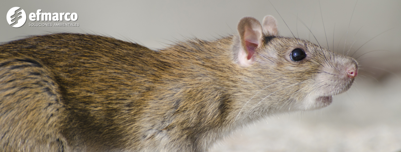 HANTAVIRUS